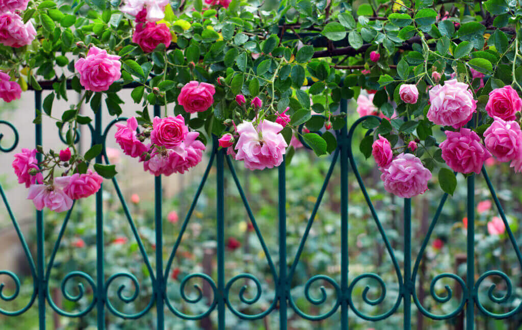 Rosenbewachsung an Gartenzaun