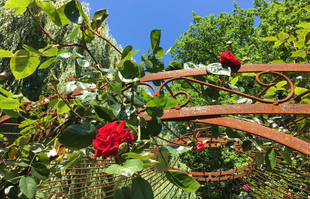Rosen auf Pavillon Florenz Nahaufnahme