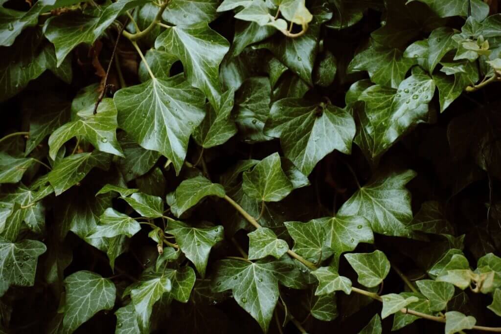Immergrüner Efeu mit herzförmigen Blättern